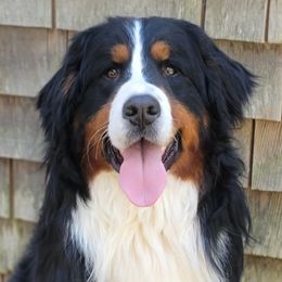 Bernese Mountain Dogs and Golden Retrievers from Millstone Kennel
