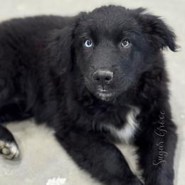 Creed - Black & white male Australian Shepherd puppy in Hillsboro, Ohio from Sugar Grove Farms