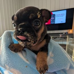 Topaz - Black and tan female French Bulldog puppy in Springfield, Illinois from Paws n Claws Frenchies
