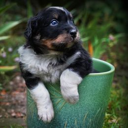 Abbey Road - Black tri-color female Australian Shepherd puppy in Lexington, South Carolina from Lightspeed Kennels