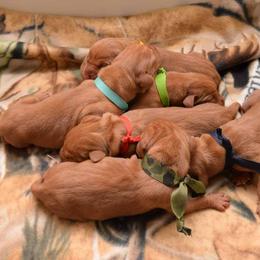Vizsla Puppies from Summit Vizsla (we can deliver to you)
