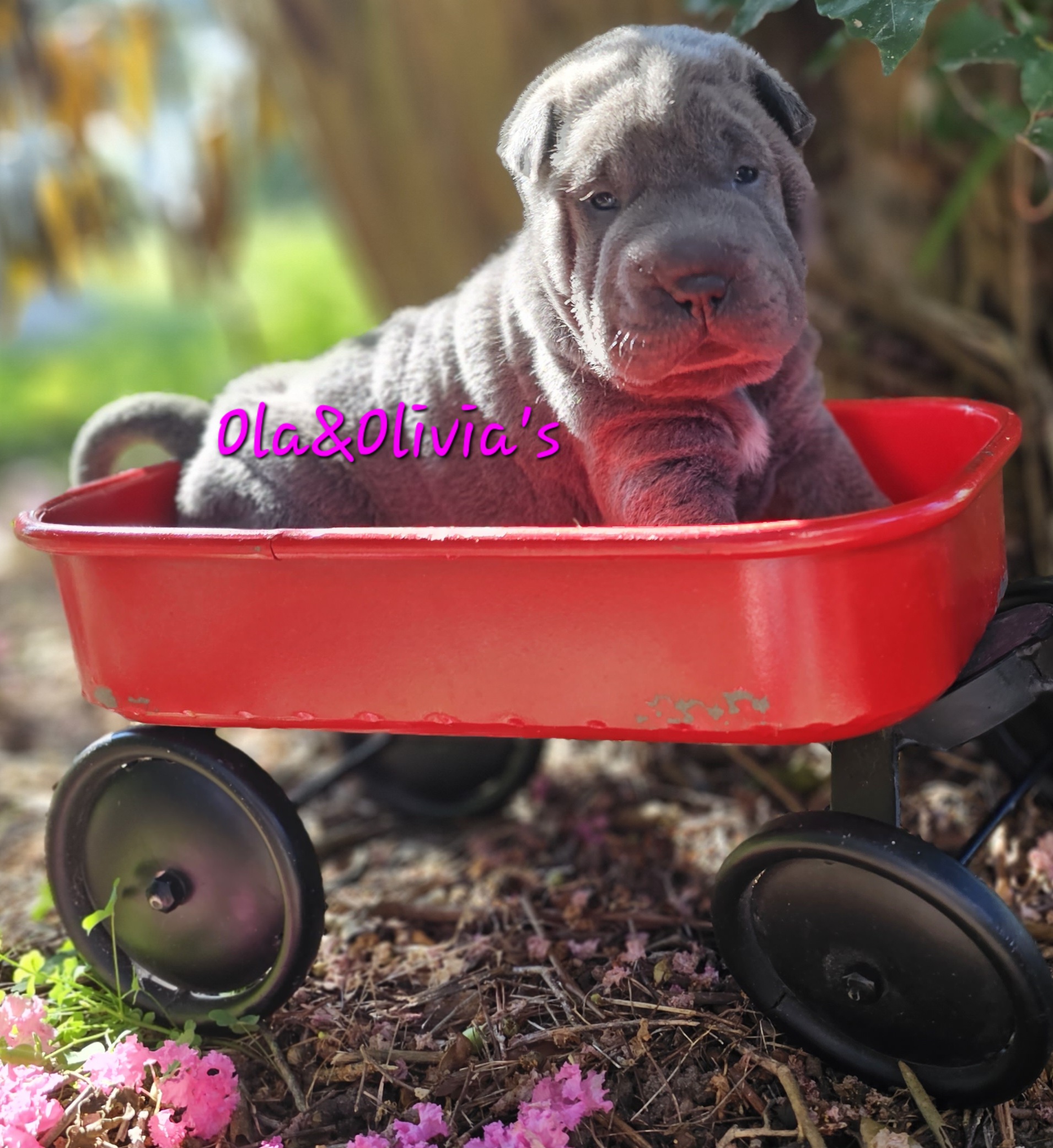 Chinese Shar-Pei Puppies from Zoey's Waggly Tails