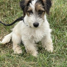 Prince - Russell Terrier