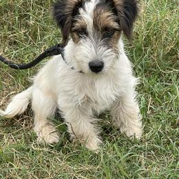 Prince - Russell Terrier