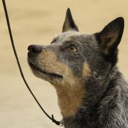 Australian Cattle Dogs from Connie Skinner's Australian Cattle Dogs