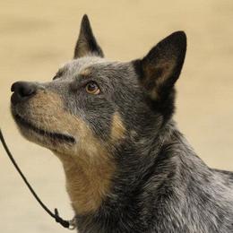 Australian Cattle Dogs from Connie Skinner's Australian Cattle Dogs