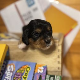 Grey collar boy - Black and tan male Cavalier King Charles Spaniel puppy in Smiths, Alabama from K&K Kennels