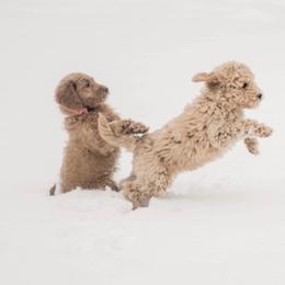 Goldendoodle Puppies from KandE Doodles