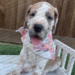 Kimber - Fawn female Great Dane puppy in Granbury, Texas from Anderson Blau’s Great Danes
