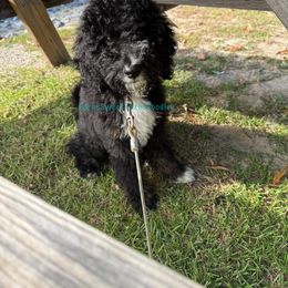 Grape - Tri-color male Bernedoodle puppy in Godwin, North Carolina from Farm Sweet Farm Doodles