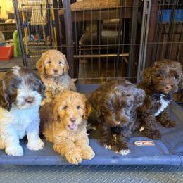 Australian Labradoodle puppies from Blue Line Doodles of Arizona