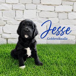 Double Doodle, Goldendoodle, and Labradoodle Puppies from Godley Doodles Of Texas