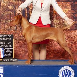 Vizsla puppies from Royal Kennels