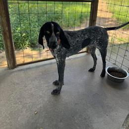 Bluetick Coonhound All Grown Up from RE Hounds