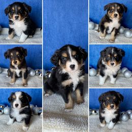 Miniature Australian Shepherd Puppies from Wild Outlaw Aussies