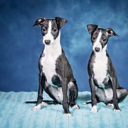 Italian Greyhound Puppies from Divine Italian Greyhounds