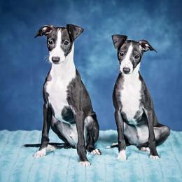 Italian Greyhound Puppies from Divine Italian Greyhounds
