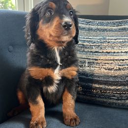 Bernedoodle Puppies from East Coast Bernedoodles