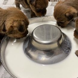 Australian Terrier Puppies from Firewalker Australian Terriers