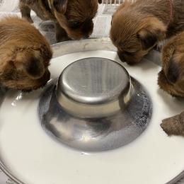 Australian Terrier Puppies from Firewalker Australian Terriers