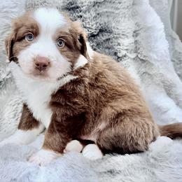 Green collar - Red tri male Miniature Australian Shepherd puppy in 32046, Florida from River Hill Ranch