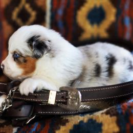 Twinky - Blue merle female Australian Shepherd puppy in Paola, Kansas from Tiz Ranch
