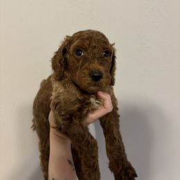 Poodle Puppies from Lady Mae's Standard Poodles
