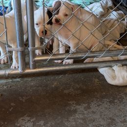 American Bulldog Puppies from Slayton's American Bulldogs