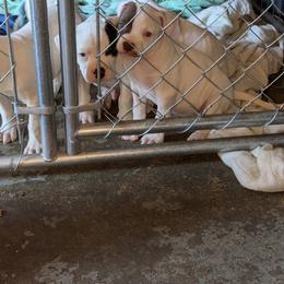 American Bulldog Puppies from Slayton's American Bulldogs