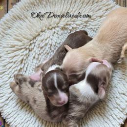 Panda - Chocolate and cream male Dachshund puppy in Oklahoma City, Oklahoma from OkieDoxieland Dachshunds