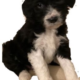 Assorted Doodle Crosses and Bearded Collie Puppies from White Tips Ranch