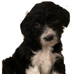 Assorted Doodle Crosses and Bearded Collie Puppies from White Tips Ranch