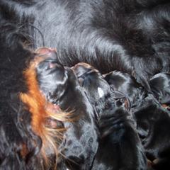 English Setter, Golden Retriever, and Gordon Setter Puppies from Katherine's Gordon Setters, English Setters, and Golden Retrievers