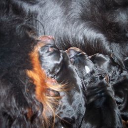 English Setter, Golden Retriever, and Gordon Setter Puppies from Katherine's Gordon Setters, English Setters, and Golden Retrievers