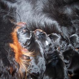 English Setter, Golden Retriever, and Gordon Setter Puppies from Katherine's Gordon Setters, English Setters, and Golden Retrievers