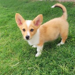 Ruben - American Corgi