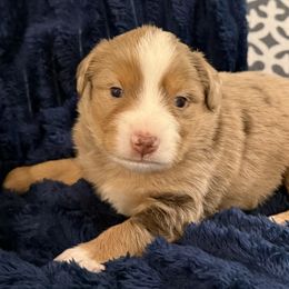 Canyon - Red tri male Miniature Australian Shepherd puppy in Dallas, Waco, And Tyler, Texas from Beulah Aussie Farms Texas