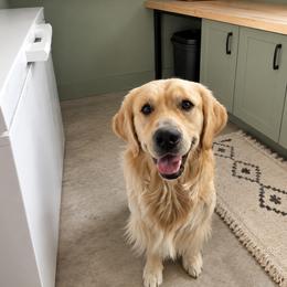 Miles - Golden Retriever