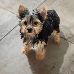 Gemma - Blue and gold female Yorkshire Terrier puppy in Gatesville, Texas from KontryKritterz Yorkies