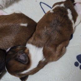 Bailey - Tricolor male Shih Tzu puppy in Filer, Idaho from Shih Tzu Kennels