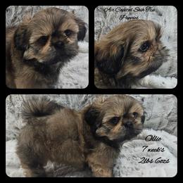 Frankincense - Red male Shih Tzu puppy in Maize, Kansas from Air Capital Shih Tzu Puppies
