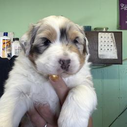 Butch - Blue merle male Australian Shepherd puppy in Monroe, Utah from Shawnkara Australian Shepherds & Miniature American Shepherds