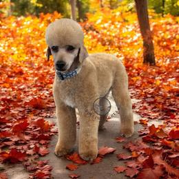 Poodle puppies from Rolling Acres Doodles and Poodles