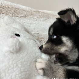 Siberian Husky Puppies from FamilyFur