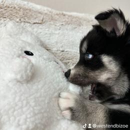 Siberian Husky Puppies from FamilyFur