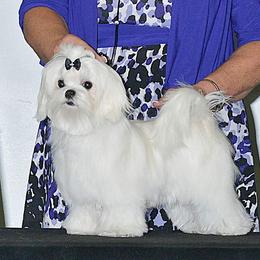 Rhythm - Maltese