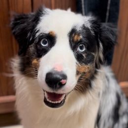Miniature Australian Shepherds from Norby's Mini Aussies