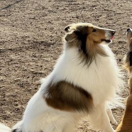 Danny Boy - Scottish Collie