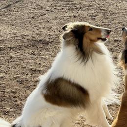 Danny Boy - Scottish Collie