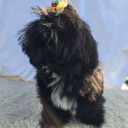 Sweetie love - Black and white male Shih Tzu puppy in Hialeah, Florida from Shih Tzu Miami